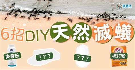 房間出現螞蟻|【滅蟻方法】屋企有蟻？教你2步輕鬆滅蟻＋防蟻方法！ 